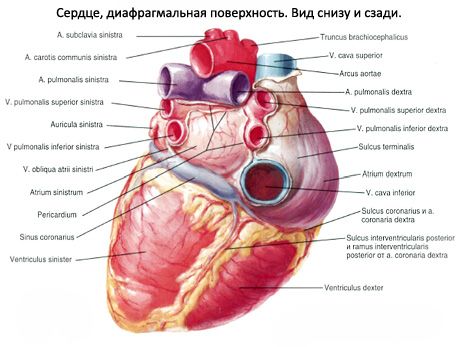 Srdce