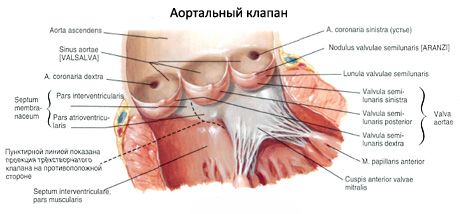 Srdce