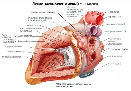Srdce