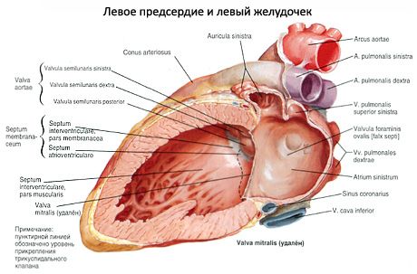 Srdce