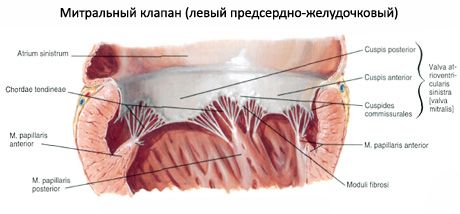 Srdce