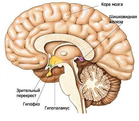 Hypotalamus