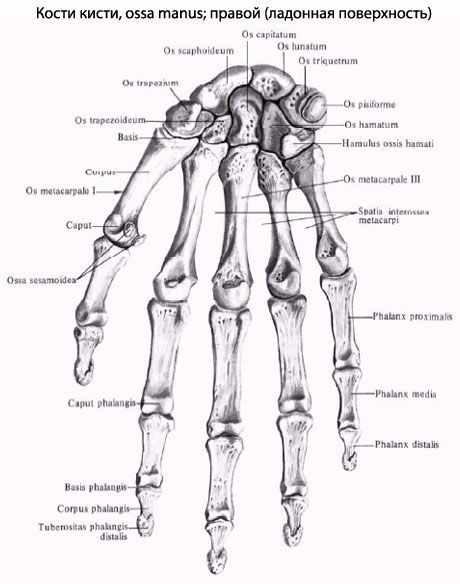 Ručně: anatomie, struktura, funkce