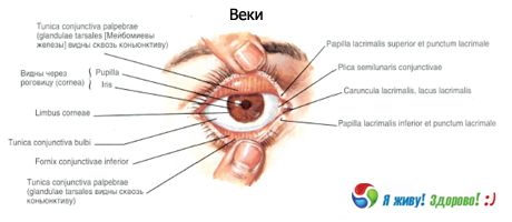 Oční víčka